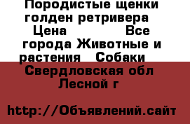 Породистые щенки голден ретривера › Цена ­ 25 000 - Все города Животные и растения » Собаки   . Свердловская обл.,Лесной г.